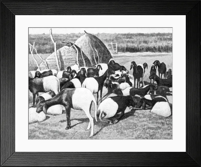 Framed Print : Moutons a poil du Sahel; L'Ouest Africain, 1914. Creator: Unknown Framed Print : Moutons a poil du Sahel; L'Ouest Africain, 1914. Creator: Unknown