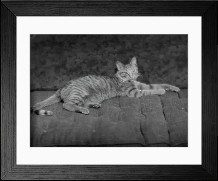 Framed Print : Buzzer the cat, portrait photograph, ca. 1912. Creator: Arnold Genthe Framed Print : Buzzer the cat, portrait photograph, ca. 1912. Creator: Arnold Genthe