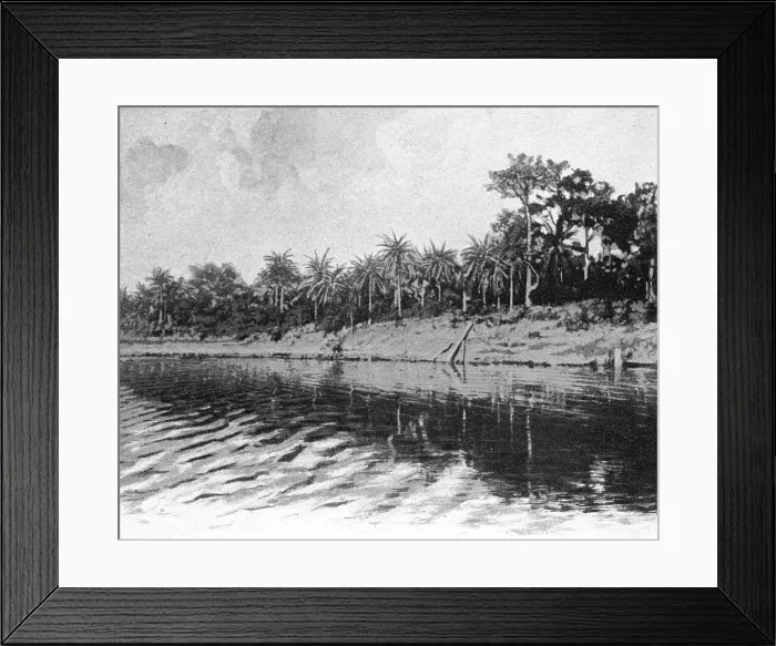 Framed Print : Palmiers a huile (Bords du Mono); L'Ouest Africain, 1914. Creator: Unknown Framed Print : Palmiers a huile (Bords du Mono); L'Ouest Africain, 1914. Creator: Unknown