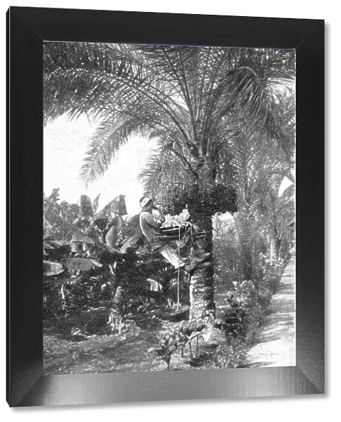 La recolte des dattes en Egypte; Le Nord-Est Africain, 1914. Creator: Unknown