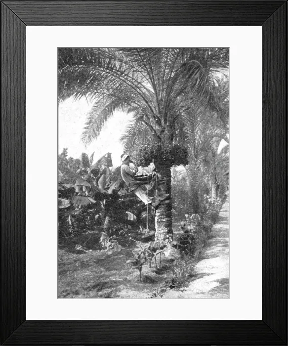 Framed Print : La recolte des dattes en Egypte; Le Nord-Est Africain, 1914. Creator: Unknown Framed Print : La recolte des dattes en Egypte; Le Nord-Est Africain, 1914. Creator: Unknown