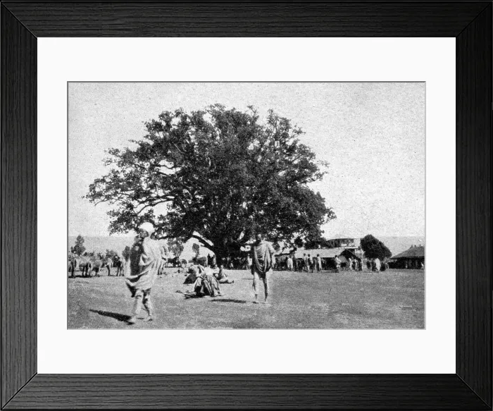 Framed Print : Le ficus geant de la place du marche d'Addis-Abeba; Le Nord-Est Africain, 1914. Creator: Charles Chusseau-Flaviens Framed Print : Le ficus geant de la place du marche d'Addis-Abeba; Le Nord-Est Africain, 1914. Creator: Charles Chusseau-Flaviens