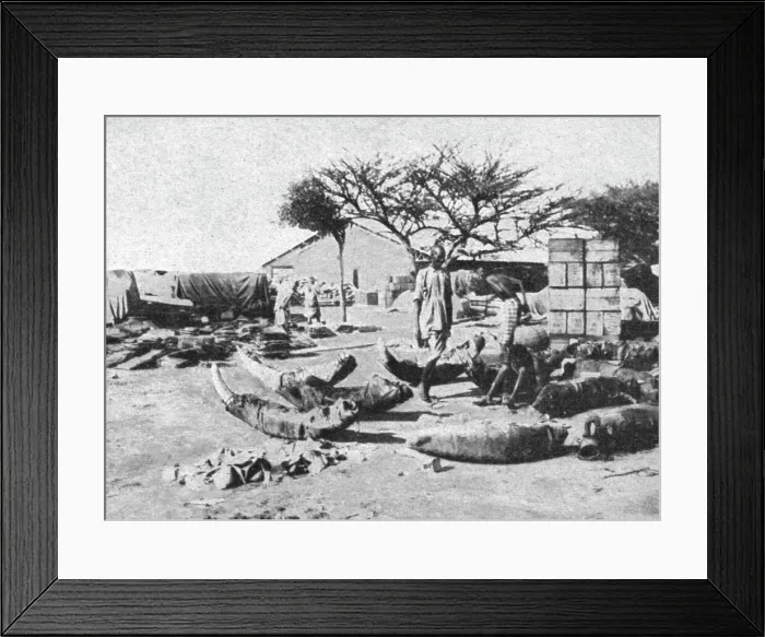 Framed Print : L'emballage des dents d'elephants pour l'exportation; Le Nord-Est Africain, 1914. Creator: Charles Chusseau-Flaviens Framed Print : L'emballage des dents d'elephants pour l'exportation; Le Nord-Est Africain, 1914. Creator: Charles Chusseau-Flaviens