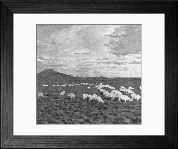 Framed Print : Un aspect du Haut Veld; Afrique Australe, 1914. Creator: Unknown Framed Print : Un aspect du Haut Veld; Afrique Australe, 1914. Creator: Unknown
