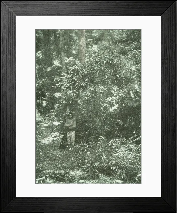 Framed Print : Un coin de brousse (bush) dans Natal; Afrique Australe, 1914. Creator: Unknown Framed Print : Un coin de brousse (bush) dans Natal; Afrique Australe, 1914. Creator: Unknown