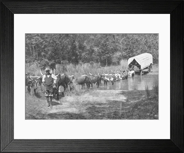 Framed Print : Passage d'une riviere au Natal; Afrique Australe, 1914. Creator: Unknown Framed Print : Passage d'une riviere au Natal; Afrique Australe, 1914. Creator: Unknown