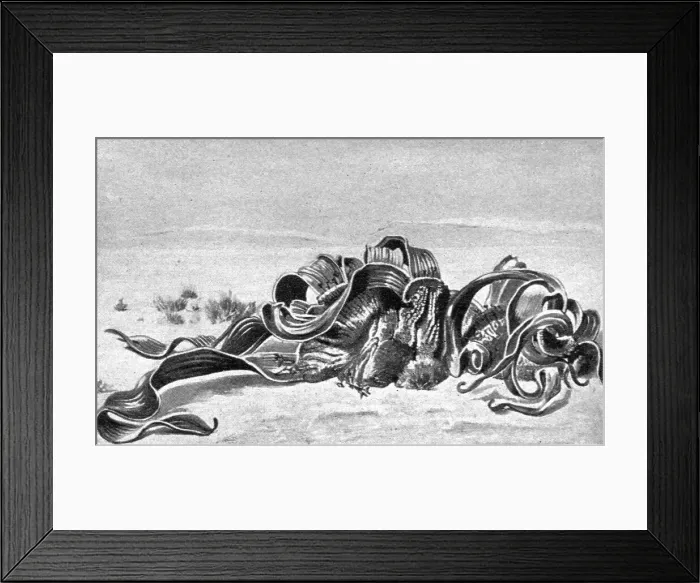 Framed Print : Welwitschia mirabilis; Afrique Australe, 1914. Creator: Unknown Framed Print : Welwitschia mirabilis; Afrique Australe, 1914. Creator: Unknown
