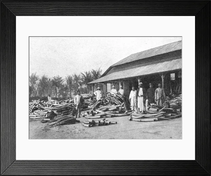 Framed Print : Un depot d'ivoire dans lAfrique orientale allemande; Afrique Australe, 1914. Creator: Unknown Framed Print : Un depot d'ivoire dans lAfrique orientale allemande; Afrique Australe, 1914. Creator: Unknown