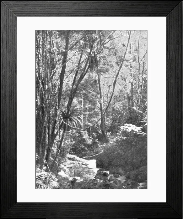 Framed Print : Dans la foret de Madilo (jadis foret vierge de Madagascar); Iles Africaines de la mer... 1914. Creator: Unknown Framed Print : Dans la foret de Madilo (jadis foret vierge de Madagascar); Iles Africaines de la mer... 1914. Creator: Unknown