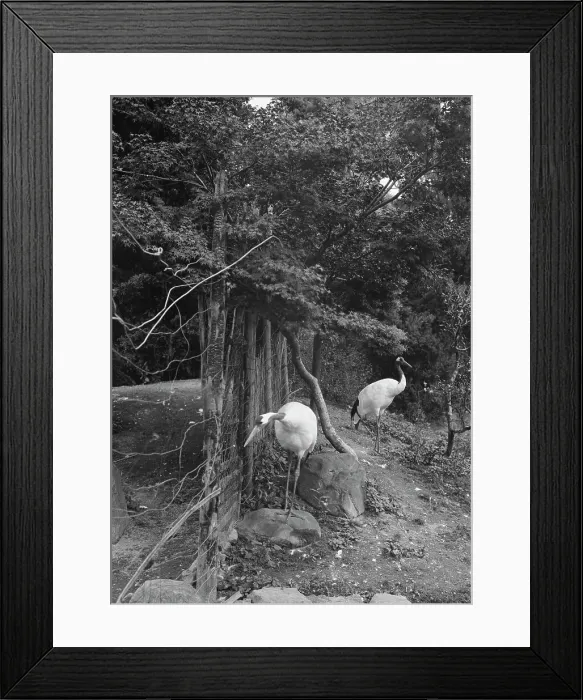 Framed Print : Travel views of Japan and Korea, 1908. Creator: Arnold Genthe Framed Print : Travel views of Japan and Korea, 1908. Creator: Arnold Genthe