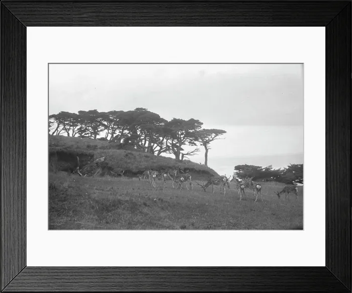 Framed Print : Travel views of Japan and Korea, 1908. Creator: Arnold Genthe Framed Print : Travel views of Japan and Korea, 1908. Creator: Arnold Genthe