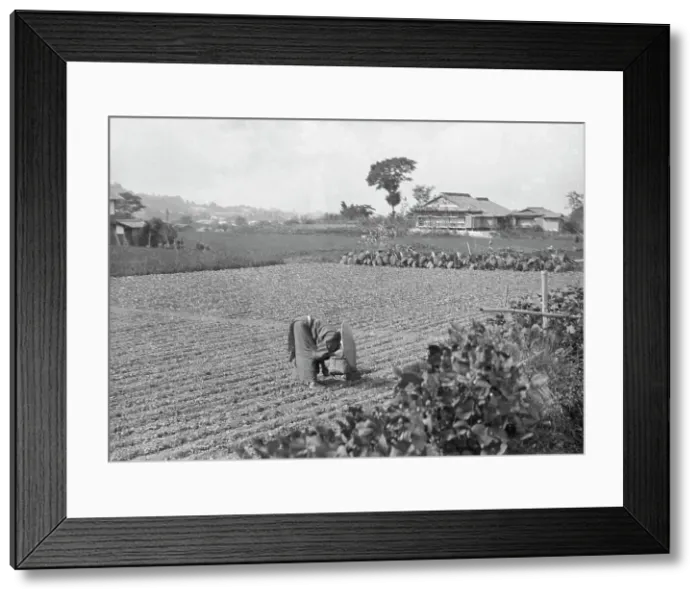 Framed Print : Travel views of Japan and Korea, 1908. Creator: Arnold Genthe