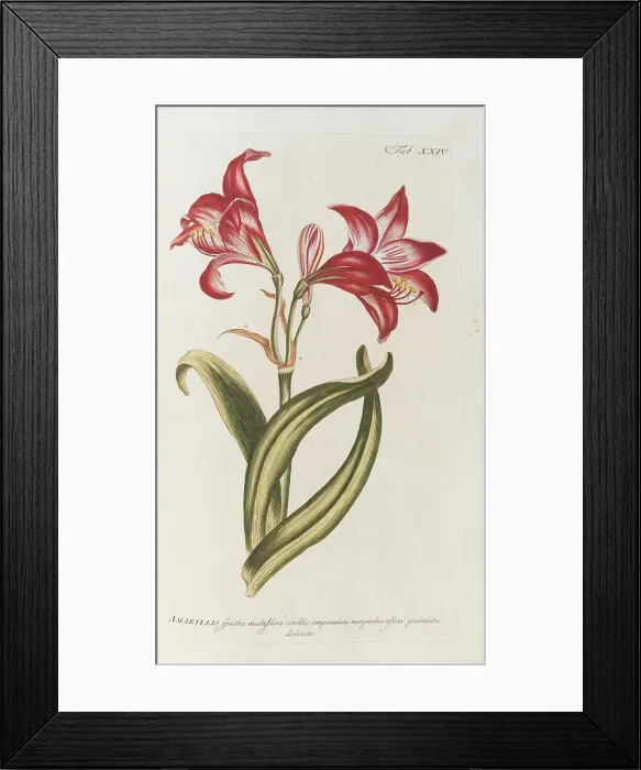 Framed Print : Amaryllis. From the Gardeners Dictionary, 1768. Creator: Miller, Philip (1691-1771) Framed Print : Amaryllis. From the Gardeners Dictionary, 1768. Creator: Miller, Philip (1691-1771)