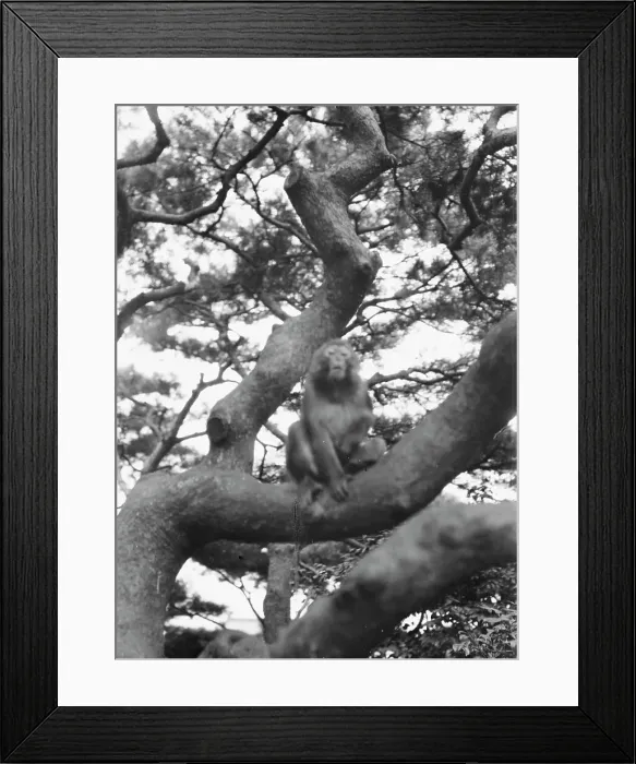Framed Print : Travel views of Japan and Korea, 1908. Creator: Arnold Genthe Framed Print : Travel views of Japan and Korea, 1908. Creator: Arnold Genthe