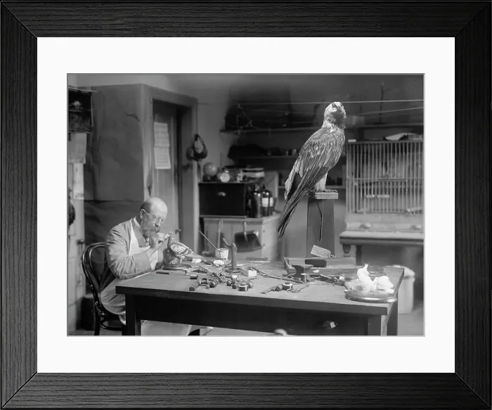 Framed Print : N.R. Wood of Smithsonian Institution - Mounting Birds, 1916. Creator: Unknown Framed Print : N.R. Wood of Smithsonian Institution - Mounting Birds, 1916. Creator: Unknown
