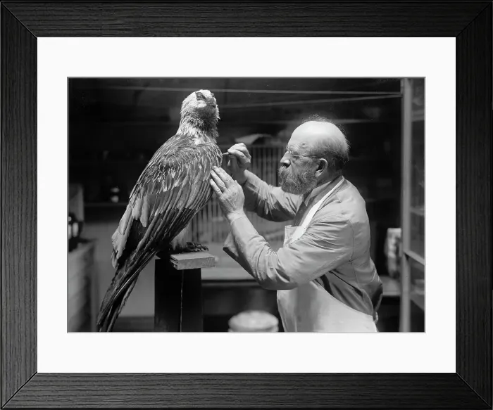 Framed Print : N.R. Wood of Smithsonian Institution - Mounting Birds, 1916. Creator: Unknown