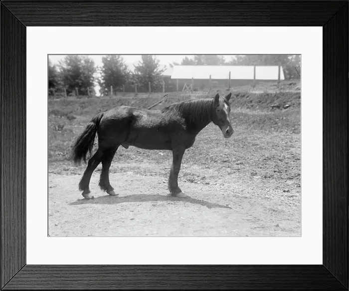 Framed Print : Rodney, Army Horse in Cuban War, Retired at Fort Myer, 1916. Creator: Harris & Ewing. Rodney, Army Horse in Cuban War, Retired at Fort Myer, 1916. Creator: Harris & Ewing Framed Print : Rodney, Army Horse in Cuban War, Retired at Fort Myer, 1916. Creator: Harris & Ewing. Rodney, Army Horse in Cuban War, Retired at Fort Myer, 1916. Creator: Harris & Ewing