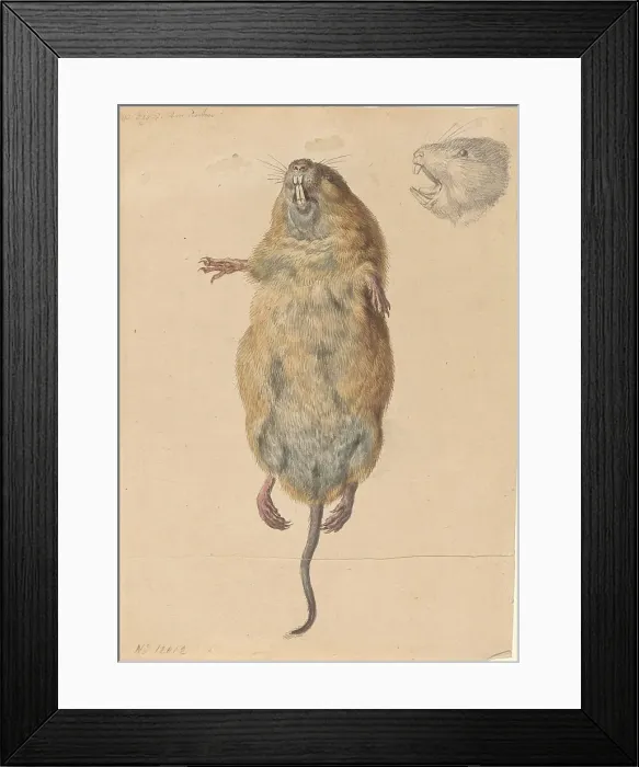 Framed Print : A Field Mouse, from Below, c. 1775. Creator: Johann Rudolf Schellenburg Framed Print : A Field Mouse, from Below, c. 1775. Creator: Johann Rudolf Schellenburg