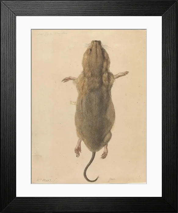 Framed Print : A Field Mouse, from Above, c. 1775. Creator: Johann Rudolf Schellenburg Framed Print : A Field Mouse, from Above, c. 1775. Creator: Johann Rudolf Schellenburg