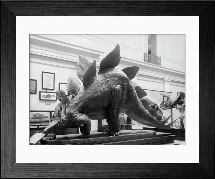 Framed Print : Dinosaur - Mounted Specimen in Smithsonian, 1917. Creator: Harris & Ewing. Dinosaur - Mounted Specimen in Smithsonian, 1917. Creator: Harris & Ewing Framed Print : Dinosaur - Mounted Specimen in Smithsonian, 1917. Creator: Harris & Ewing. Dinosaur - Mounted Specimen in Smithsonian, 1917. Creator: Harris & Ewing