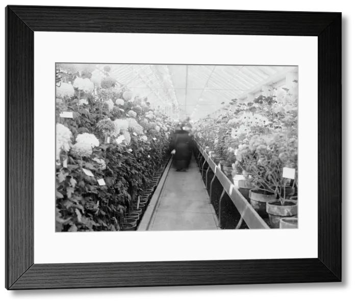 Framed Print : Department of Agriculture Chrysanthemum Show, 1917. Creator: Harris & Ewing. Department of Agriculture Chrysanthemum Show, 1917. Creator: Harris & Ewing Framed Print : Department of Agriculture Chrysanthemum Show, 1917. Creator: Harris & Ewing. Department of Agriculture Chrysanthemum Show, 1917. Creator: Harris & Ewing