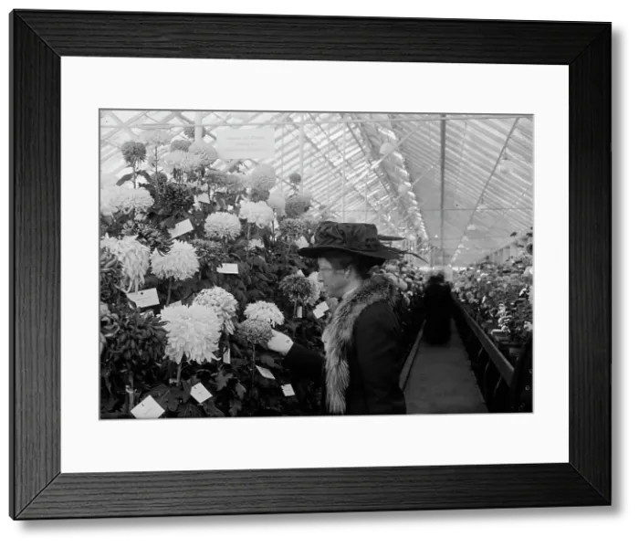 Framed Print : Department of Agriculture Chrysanthemum Show, 1917. Creator: Harris & Ewing. Department of Agriculture Chrysanthemum Show, 1917. Creator: Harris & Ewing Framed Print : Department of Agriculture Chrysanthemum Show, 1917. Creator: Harris & Ewing. Department of Agriculture Chrysanthemum Show, 1917. Creator: Harris & Ewing