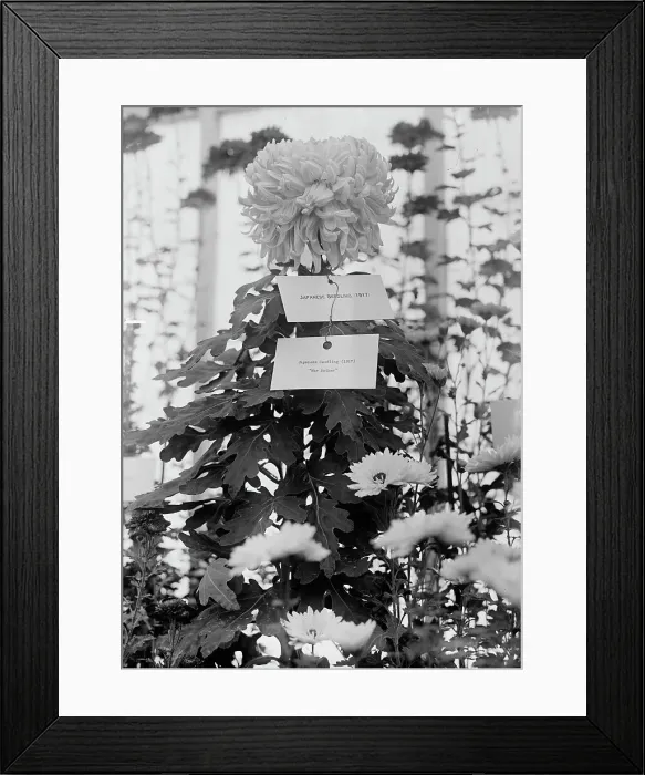 Framed Print : Department of Agriculture Chrysanthemum Show, 1917. Creator: Harris & Ewing. Department of Agriculture Chrysanthemum Show, 1917. Creator: Harris & Ewing Framed Print : Department of Agriculture Chrysanthemum Show, 1917. Creator: Harris & Ewing. Department of Agriculture Chrysanthemum Show, 1917. Creator: Harris & Ewing