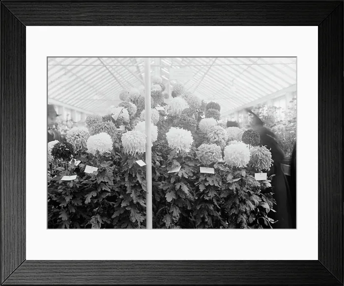 Framed Print : Department of Agriculture Chrysanthemum Show, 1917. Creator: Harris & Ewing. Department of Agriculture Chrysanthemum Show, 1917. Creator: Harris & Ewing Framed Print : Department of Agriculture Chrysanthemum Show, 1917. Creator: Harris & Ewing. Department of Agriculture Chrysanthemum Show, 1917. Creator: Harris & Ewing