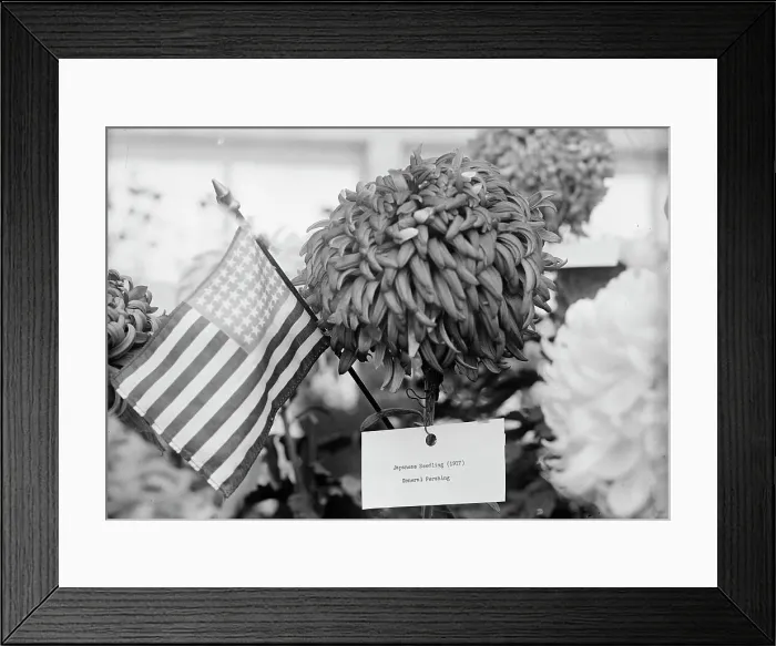 Framed Print : Department of Agriculture Chrysanthemum Show, 1917. Creator: Harris & Ewing. Department of Agriculture Chrysanthemum Show, 1917. Creator: Harris & Ewing Framed Print : Department of Agriculture Chrysanthemum Show, 1917. Creator: Harris & Ewing. Department of Agriculture Chrysanthemum Show, 1917. Creator: Harris & Ewing