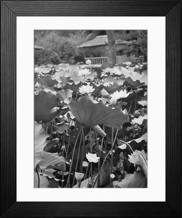 Framed Print : Travel views of Japan and Korea, 1908. Creator: Arnold Genthe Framed Print : Travel views of Japan and Korea, 1908. Creator: Arnold Genthe
