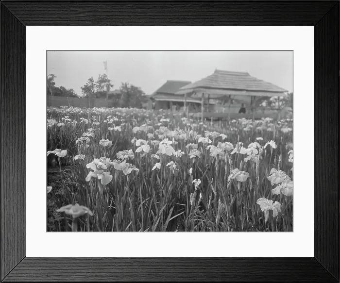 Framed Print : Travel views of Japan and Korea, 1908. Creator: Arnold Genthe Framed Print : Travel views of Japan and Korea, 1908. Creator: Arnold Genthe