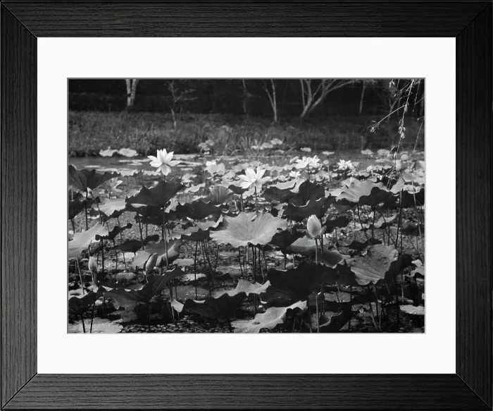 Framed Print : Travel views of Japan and Korea, 1908. Creator: Arnold Genthe Framed Print : Travel views of Japan and Korea, 1908. Creator: Arnold Genthe