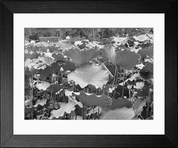 Framed Print : Travel views of Japan and Korea, 1908. Creator: Arnold Genthe Framed Print : Travel views of Japan and Korea, 1908. Creator: Arnold Genthe