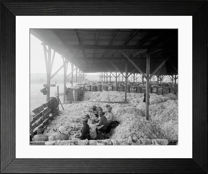 Framed Print : Sorting cotton, between 1900 and 1910. Creator: Unknown Framed Print : Sorting cotton, between 1900 and 1910. Creator: Unknown