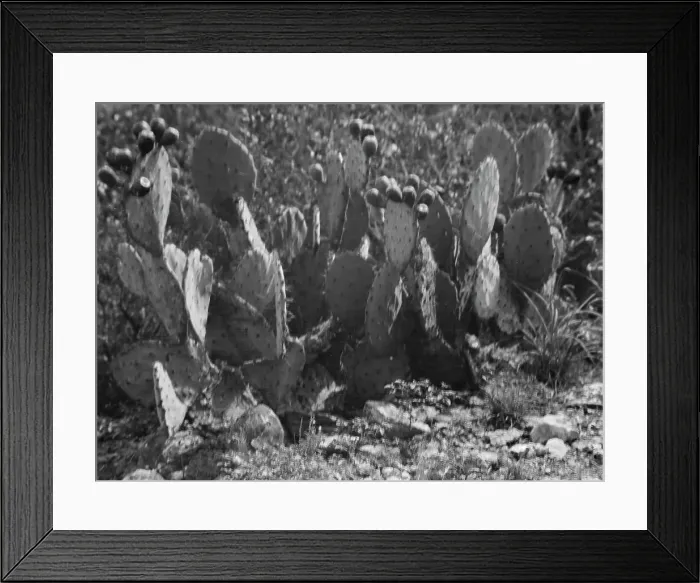 Framed Print : Travel views of the American Southwest, between 1899 and 1928. Creator: Arnold Genthe Framed Print : Travel views of the American Southwest, between 1899 and 1928. Creator: Arnold Genthe