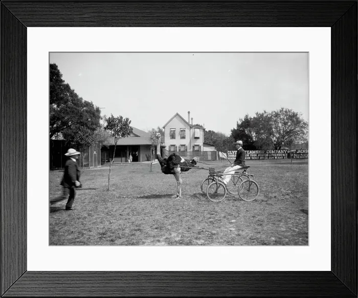 Framed Print : Oliver W. the famous trotting ostrich [at Florida Ostrich Farm, Jacksonville], c1903. Creator: Unknown