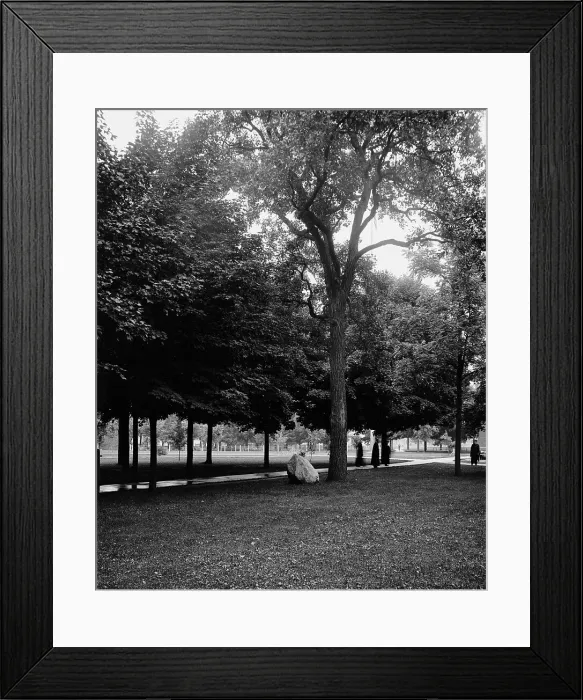 Framed Print : Tappan Oak, University of Michigan, between 1900 and 1905. Creator: Unknown Framed Print : Tappan Oak, University of Michigan, between 1900 and 1905. Creator: Unknown