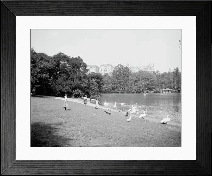 Framed Print : Feeding the swans, Central Park, New York, c1903. Creator: Unknown Framed Print : Feeding the swans, Central Park, New York, c1903. Creator: Unknown