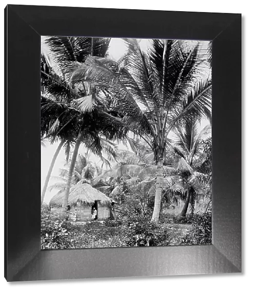 Cocoanut palms, Puerto Rico, c1903. Creator: Unknown