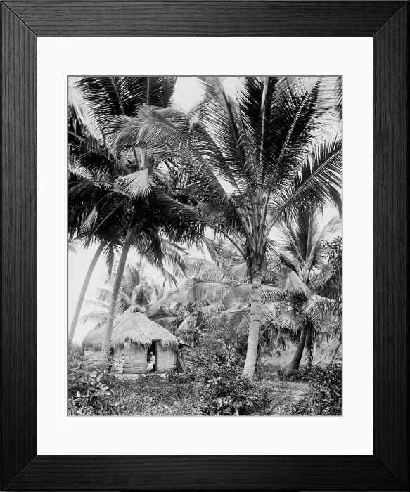 Framed Print : Cocoanut palms, Puerto Rico, c1903. Creator: Unknown Framed Print : Cocoanut palms, Puerto Rico, c1903. Creator: Unknown