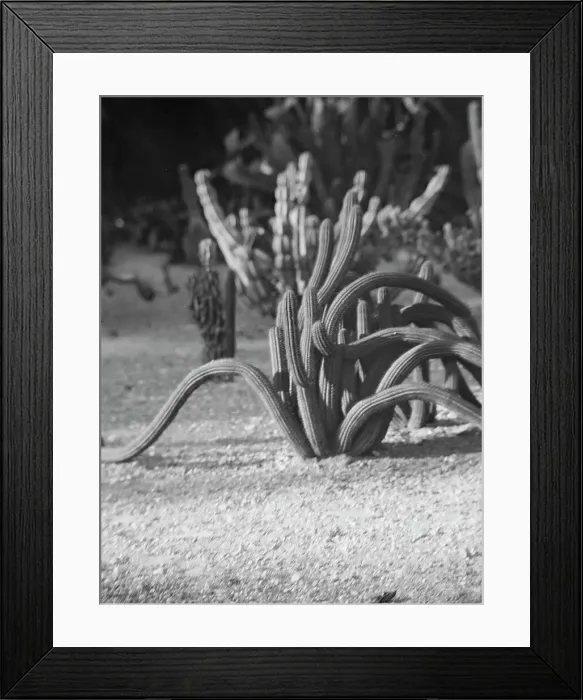 Framed Print : Travel views of the American Southwest, between 1899 and 1928. Creator: Arnold Genthe Framed Print : Travel views of the American Southwest, between 1899 and 1928. Creator: Arnold Genthe
