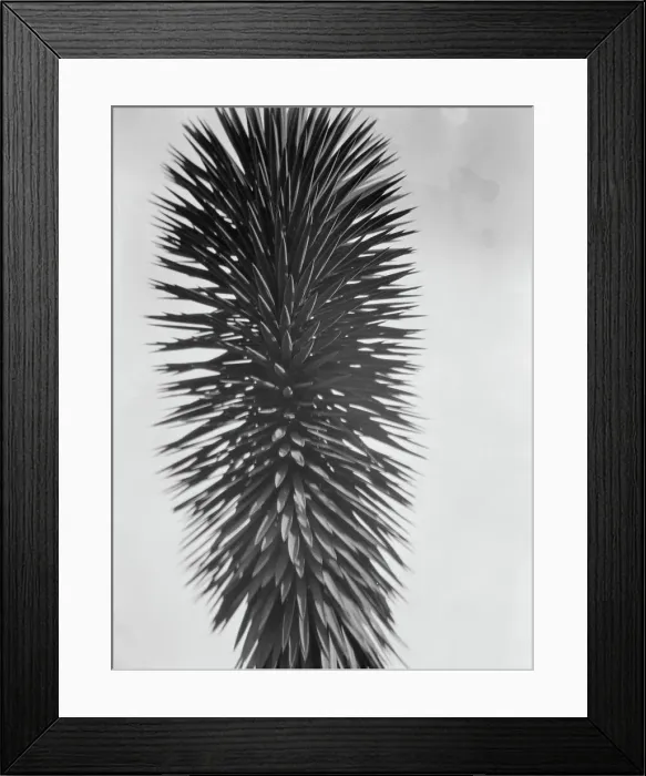 Framed Print : Travel views of the American Southwest, between 1899 and 1928. Creator: Arnold Genthe Framed Print : Travel views of the American Southwest, between 1899 and 1928. Creator: Arnold Genthe