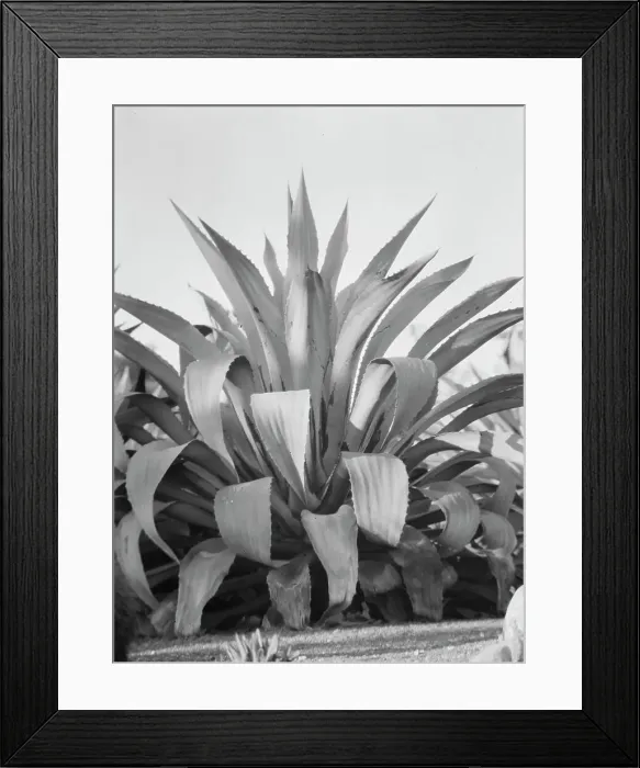 Framed Print : Travel views of the American Southwest, between 1899 and 1928. Creator: Arnold Genthe Framed Print : Travel views of the American Southwest, between 1899 and 1928. Creator: Arnold Genthe