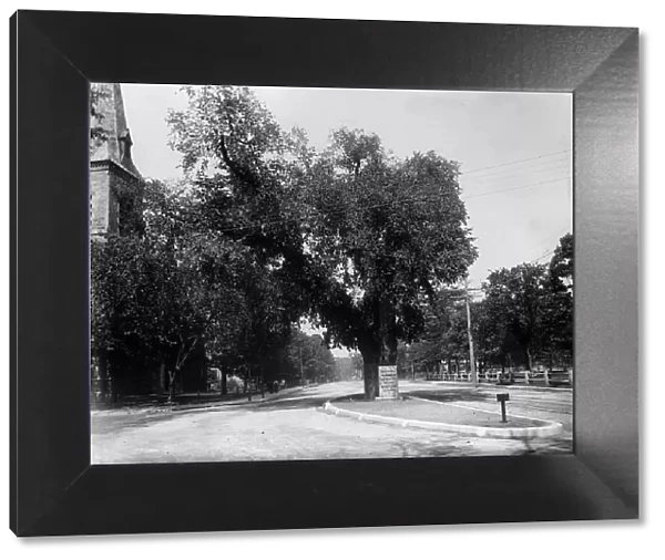 The Washington elm, Cambridge, Mass. between 1890 and 1920. Creator: Unknown