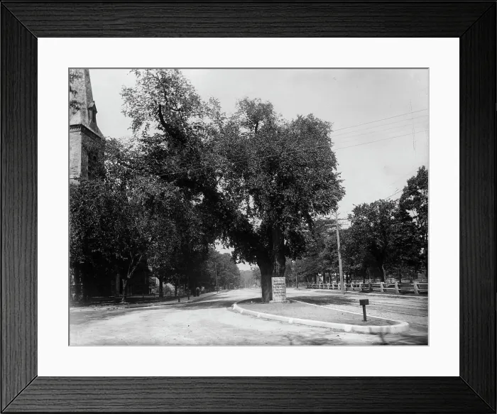 Framed Print : The Washington elm, Cambridge, Mass. between 1890 and 1920. Creator: Unknown Framed Print : The Washington elm, Cambridge, Mass. between 1890 and 1920. Creator: Unknown