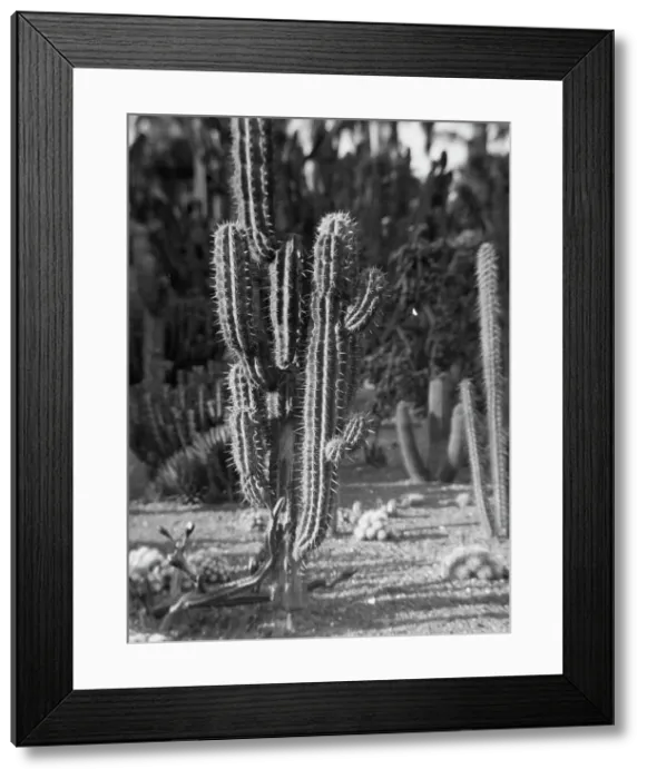 Framed Print : Travel views of the American Southwest, between 1899 and 1928. Creator: Arnold Genthe Framed Print : Travel views of the American Southwest, between 1899 and 1928. Creator: Arnold Genthe