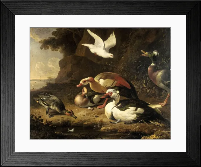 Framed Print : Ducks, c.1675-c.1680. Creator: Melchior d'Hondecoeter Framed Print : Ducks, c.1675-c.1680. Creator: Melchior d'Hondecoeter