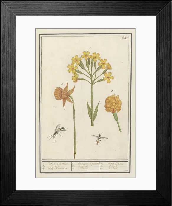 Framed Print : Narcis (Narcissus), Golden primrose (Primula veris) and Tagetes (African marigold), 1596-1610. Creators: Anselmus de Boodt, Elias Verhulst Framed Print : Narcis (Narcissus), Golden primrose (Primula veris) and Tagetes (African marigold), 1596-1610. Creators: Anselmus de Boodt, Elias Verhulst
