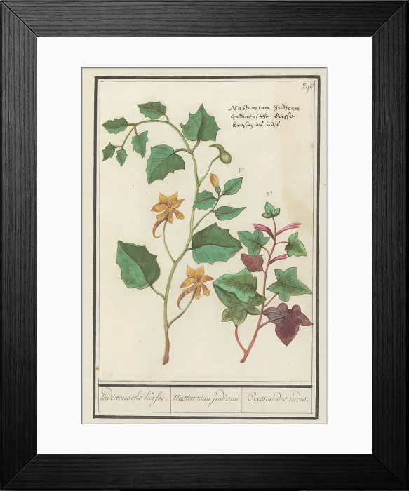 Framed Print : Nasturtium (Tropaeolum majus), 1596-1610. Creators: Anselmus de Boodt, Elias Verhulst Framed Print : Nasturtium (Tropaeolum majus), 1596-1610. Creators: Anselmus de Boodt, Elias Verhulst
