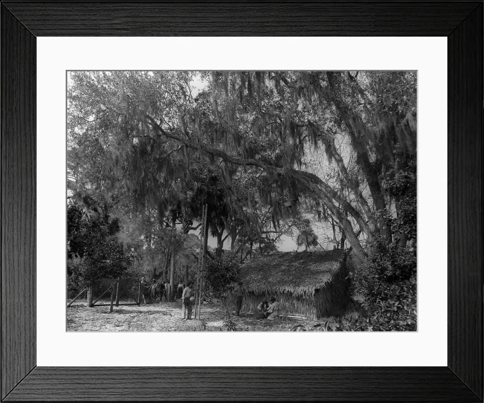Framed Print : The Orange pickers, Ormond, between 1880 and 1899. Creator: Unknown Framed Print : The Orange pickers, Ormond, between 1880 and 1899. Creator: Unknown